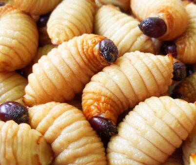 Innovative Integrated Sago Palm Weevil Farming” — Revolutionizing Thai Farmers Towards Producing the Economic Food of the Future While Addressing Environmental Issues Sustainably